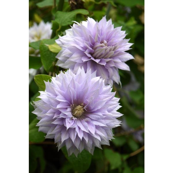 N}`X@fxEIuEEH[LOf@12cm|bg