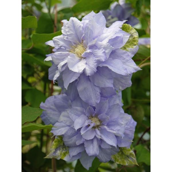 ogafarm_40000303