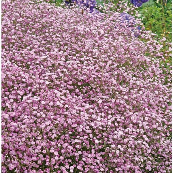 hݑ@ftFXeBoV[Yf@sNihj@d炫@@12cm|bg