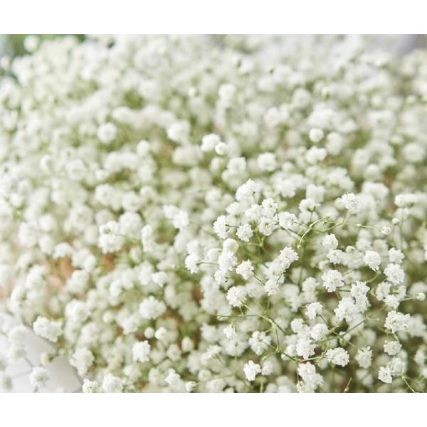 hݑ@ftFXeBoV[Yf@zCgihjd炫@12cm|bg