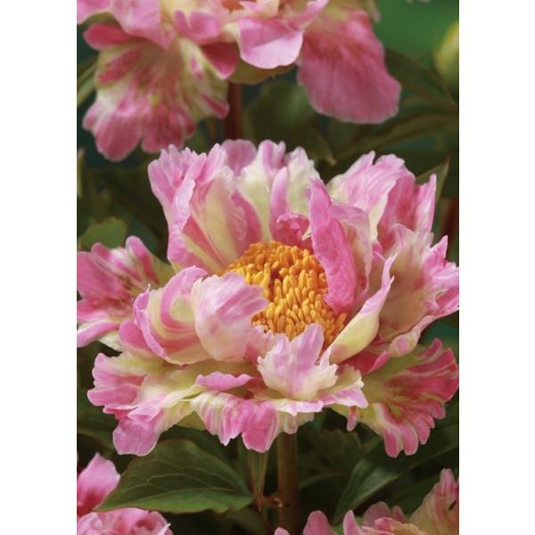 苗 芍薬の人気商品 通販 価格比較 価格 Com