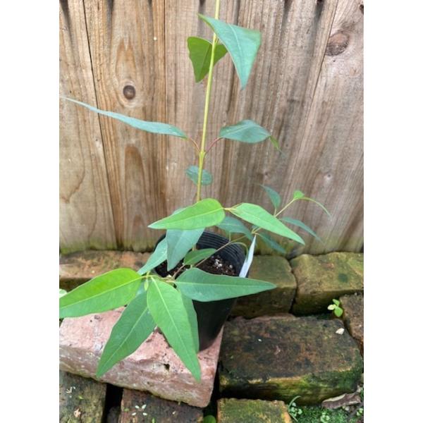 苗 ユーカリ 苗の人気商品 通販 価格比較 価格 Com