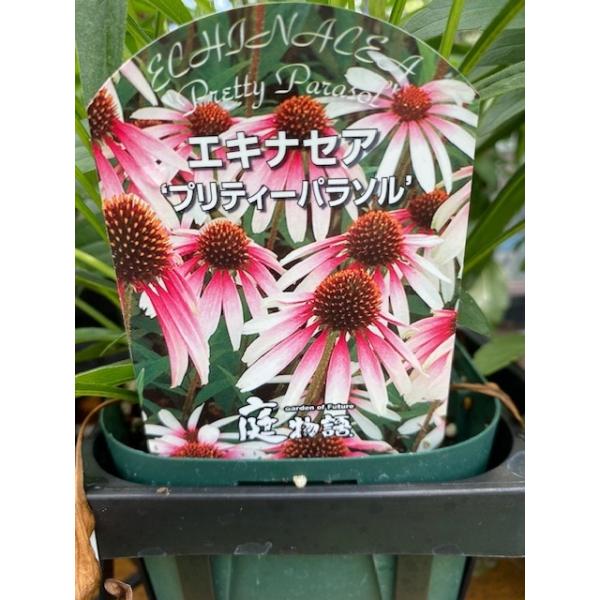 エキナセア・プリティーパラソル 宿根草 11cm角ポット : 大神ファーム