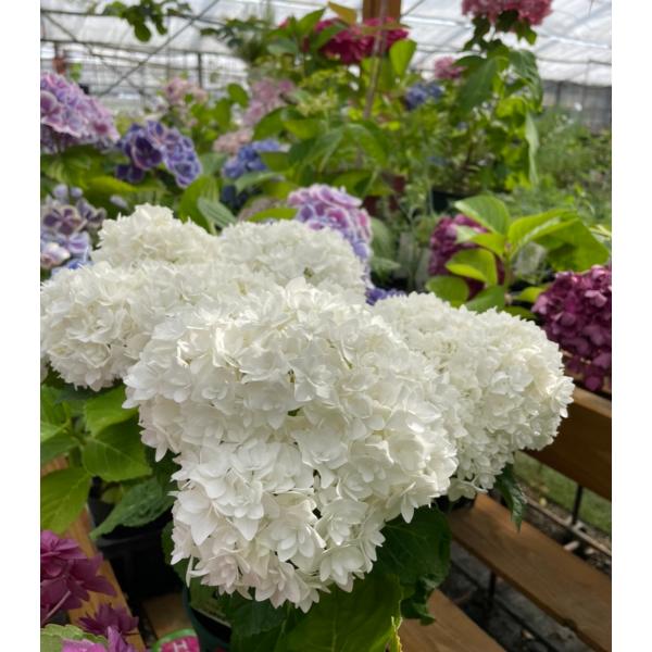 K[fnChWA iAWTCj@YOUME&amp;PrincessV[Y@hvZXEAh @ϊt؁@6