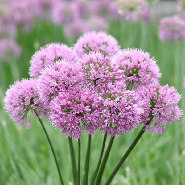 AEEZfBseB@h@10.5cm|bg