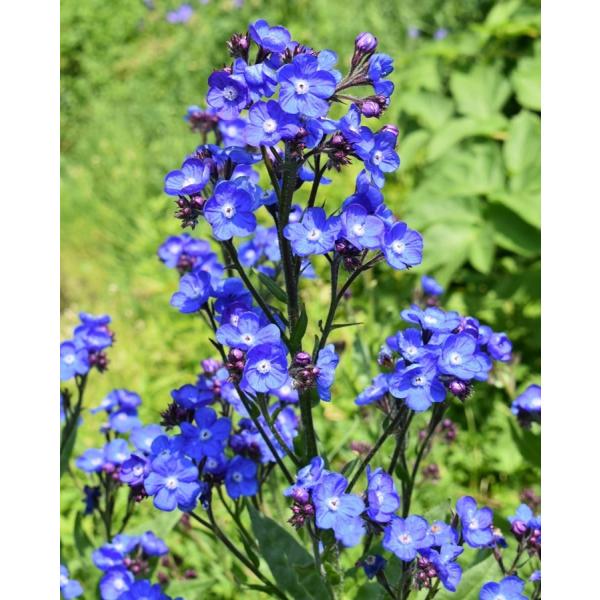 A`[TEAYA@ftFCUvChfihj10.5cm|bg