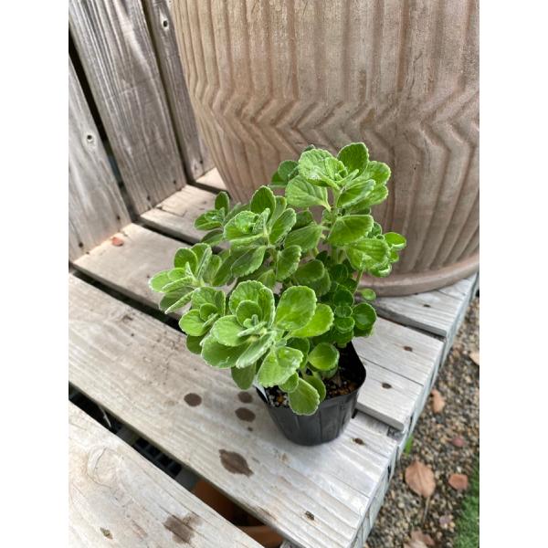 Aromaticus分類：シソ科プレクトランサス属/非耐寒性常緑多年草学名：Plectranthus amboinicus別名：キューバンオレガノとても香りがよく、料理にも使える。中南米辺りでは肉料理に使い、香料としても使われている。日光が...