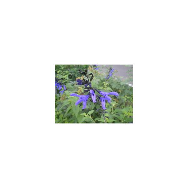 Meadow Sage学名：Salvia guaranitica分類：シソ科アキギリ属/耐寒性多年草別名・和名：アニスセンテッドセージ、ブラジリアンセージ、サルビア・ガラニチカ原産地：南米開花時期：6〜10月頃メドーセージとは元来、サルビア...