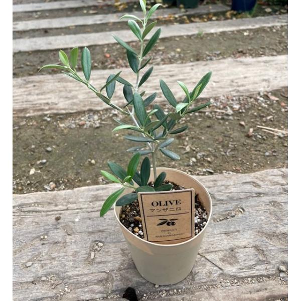 オリーブ　マンザニロ　2 オリーブ：マンザニロ | nae-ya｜herbal tree shop ｜ハーバル