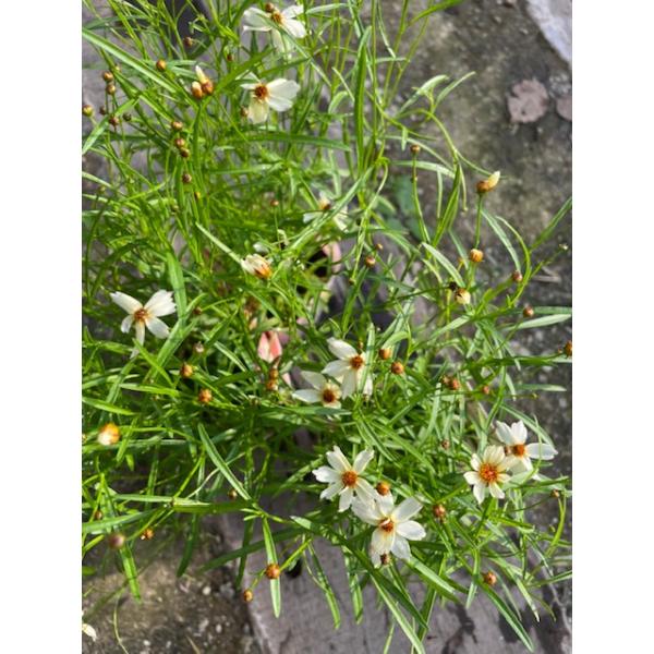 学名: Coreopsis rosea×verticillata　'White Night’分類：キク科耐寒性多年草開花期：5〜11月頃耐寒性：強い耐暑性：強い草丈：30〜60cm「ウリドリーム」はこれらの園芸品種として黄色「ムーンビーム」...