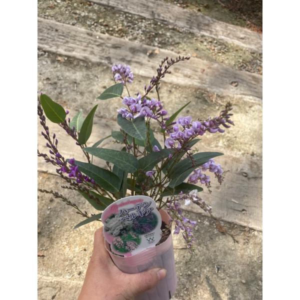 Hardenbergia日光が大好き　ハーデンベルギア（別名：コマチフジ）マメ科・オーストラリア原産　つる性植物草丈：30〜150cm開花期：春先〜初夏頃用途：鉢植え、コンテナガーデン、あんどん仕立て日照：日向耐寒性：普通　耐暑性：強いディ...