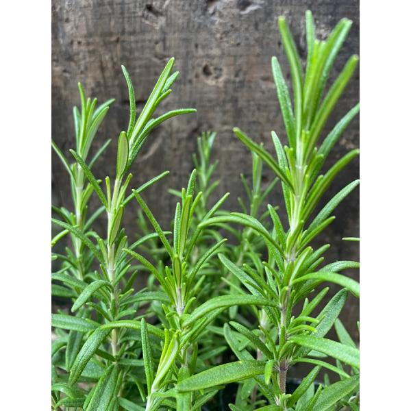 Rosemary　　科名：シソ科  形態：常緑低木原産地：地中海沿岸和名：マンネンロウ＜商品について＞在庫のある立性のローズマリーの中で状態の良いものを選抜してお届け致します。【場所】日当たりと水はけのよいところを好みます。冬に気温が氷点下...