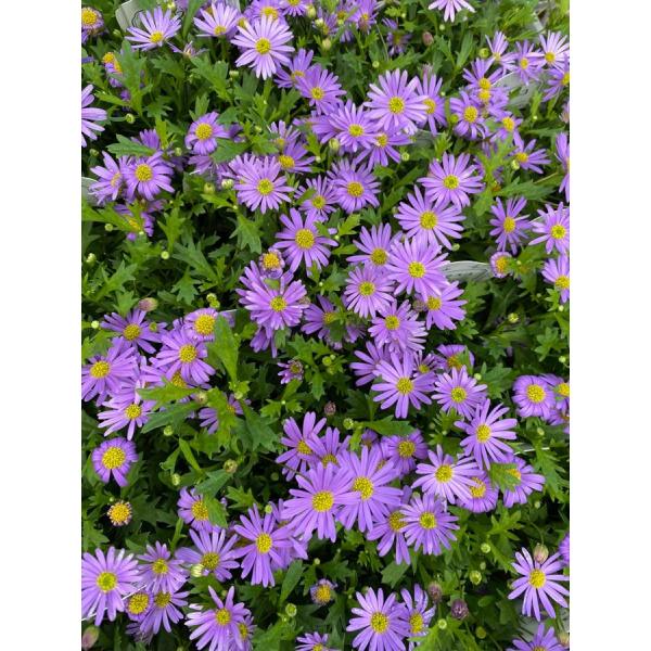ogafarm_40000865