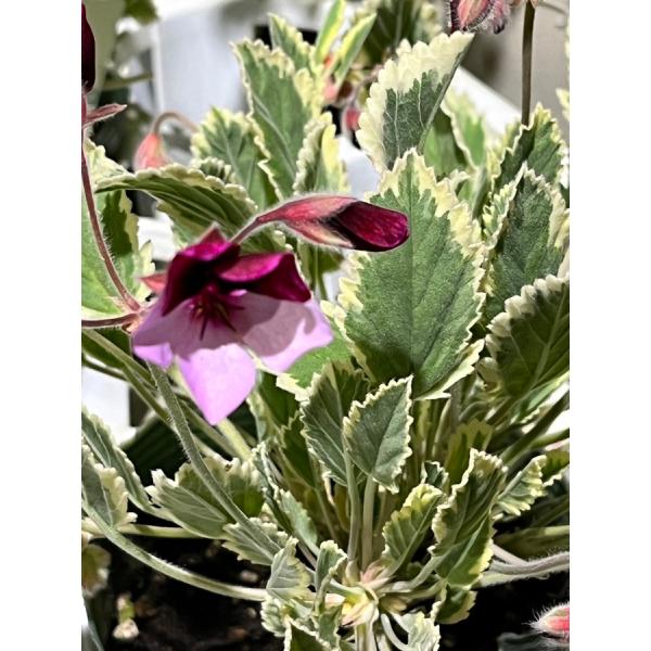 ogafarm_40000922