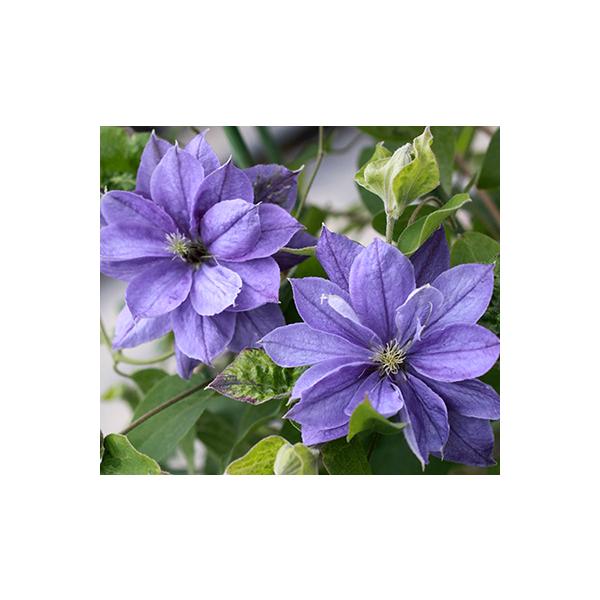 【原田】クレマチス 青磁(13.5cmポット) ogafarm_40001024