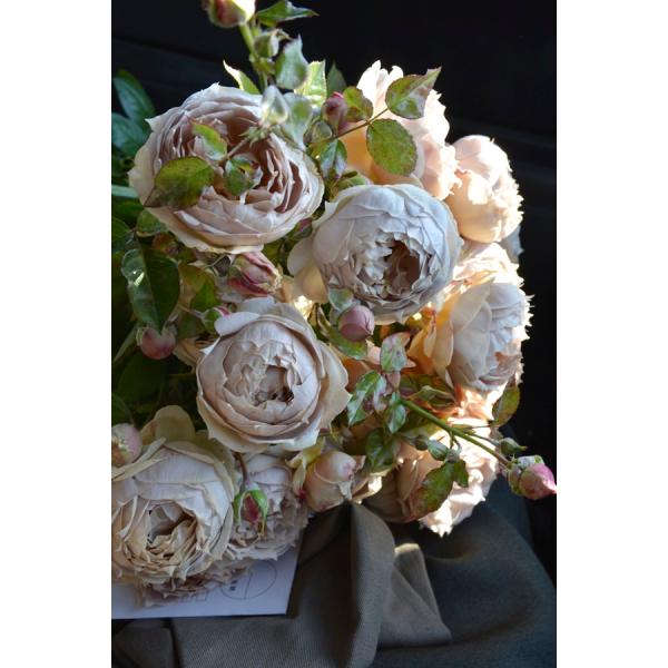 ルクソール（バラ苗：ロサ・オリエンティス） 大苗予約 7号