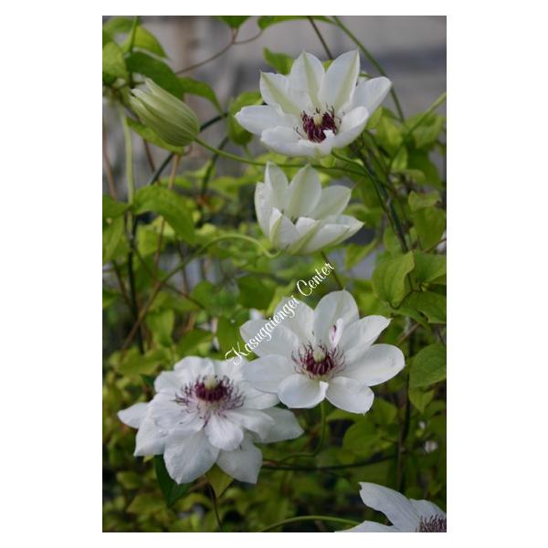 8日迄　　四季咲き大輪　　15　ポット 　　　　単品２５００円 クレマチス '華燭の舞（かしょくのまい）' 系統：早咲き大輪系 4.5号