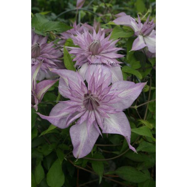 Clematis 'Lady Kyoko'杉本公造（春日井園芸センター）オリジナル品種花期：5〜11月花径：6〜8cm草丈：2〜3m剪定：中/強剪定咲き方：新旧両枝咲きフロリダ大輪系の品種。外側の浅紫色の萼片と中心部の弁化したしべがゆっくり...