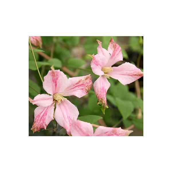 クレマチス　ピンクテイラー　新品種　テキセンシス　ヴィオルナ系 クレマチス 'ピンク・テイラー' 系統：テキセンシス、ヴィオルナ