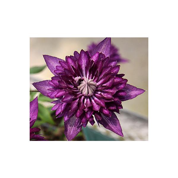 クレマチス フロリダ系 サイド・ストーリー １苗 2025秋の新作♡ クレマチス フロリダ系 サイド・ストーリー 1苗 2025秋の新品種