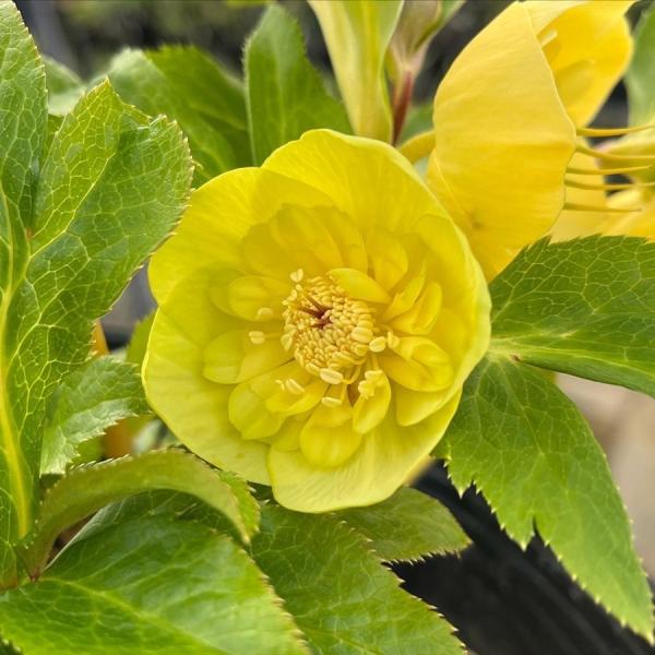 堀切園育種クリスマスローズウィンターシンフォニーシリーズオーレア交配※実生苗のため固定されていません。※20〜30%の確率で写真と違う花色（濃淡、斑点等）が出ますので予めご了承くださいオーレア（aurea）はラテン語で“黄金”を意味し、ゴー...