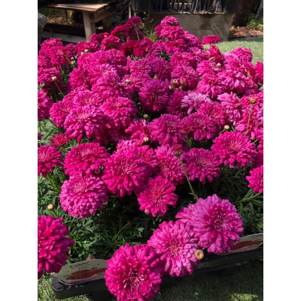 八重咲きマーガレット 'マリー' 宿根草 PW 2025年新品種 アンティーク