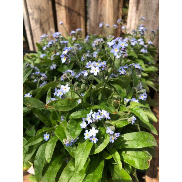 ogafarm_40005000