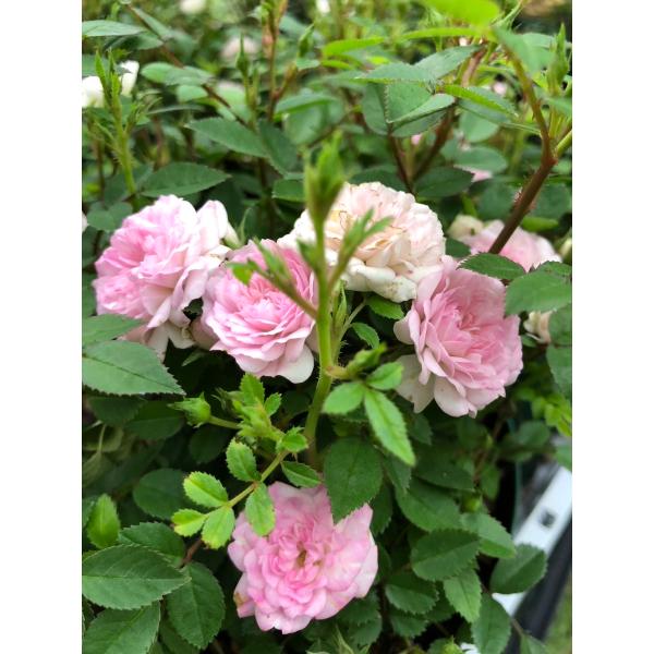 四季咲き小輪ミニバラピンク　花付き ogafarm_40009200