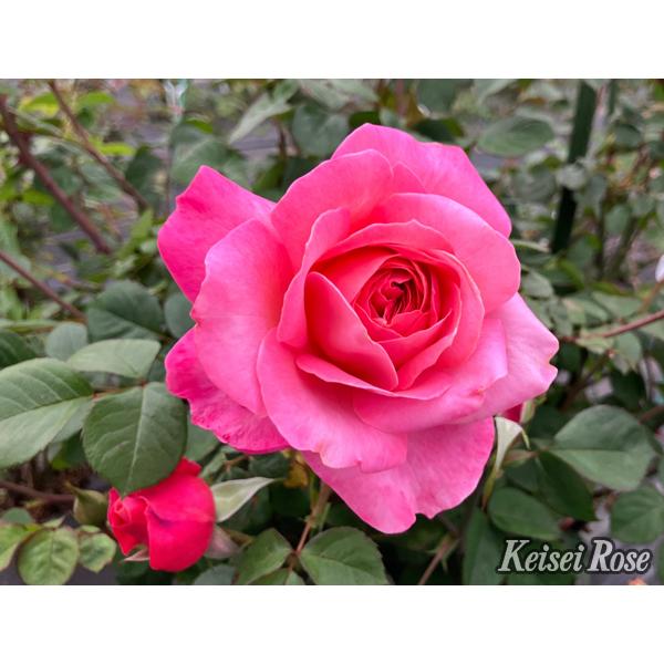 花雫（バラ苗：四季咲き中輪房咲き系）大苗予約 7号鉢植え 《品種登録
