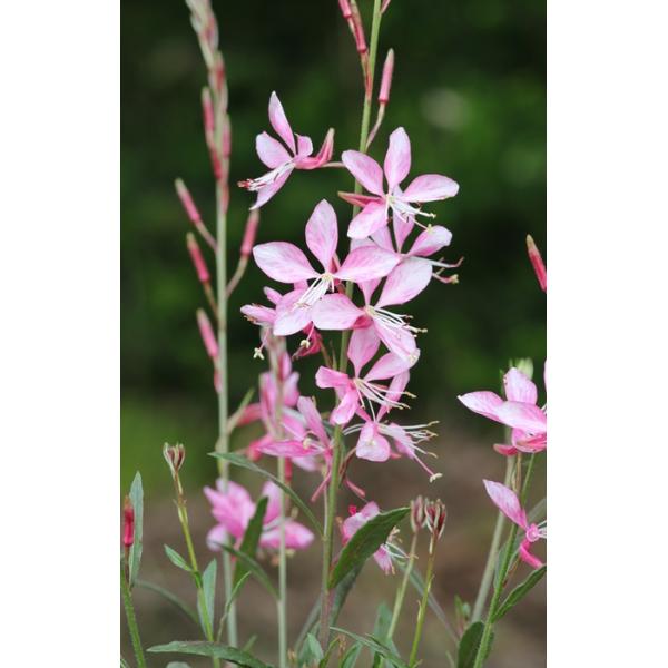 ogafarm_40019101