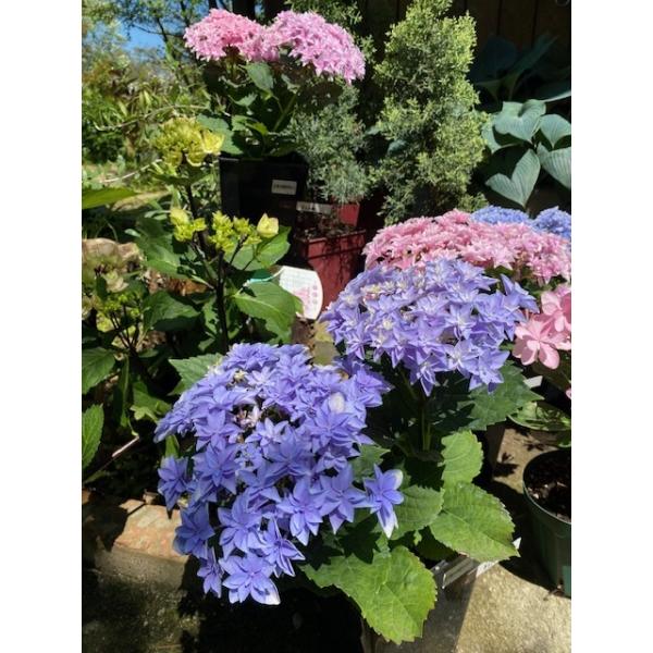 紫玉薔薇ペンダント　シャー太翠 ハイドランジア 'タブルダッチ・エダム' 八重手毬咲きアジサイ 6号