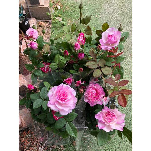 カメオ（大苗） 7号鉢植え バラ苗 四季咲き 奇跡のバラ : 大神ファーム