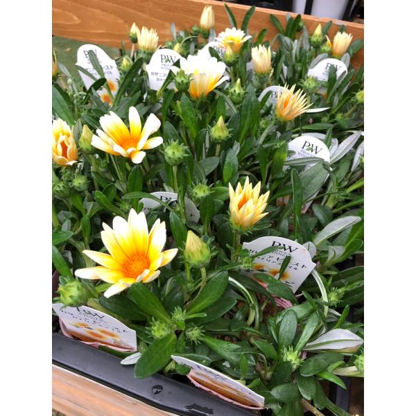 ガザニア ビースト 'カナリアスマイル' 10.5cmポット PW 宿根草 : 大神