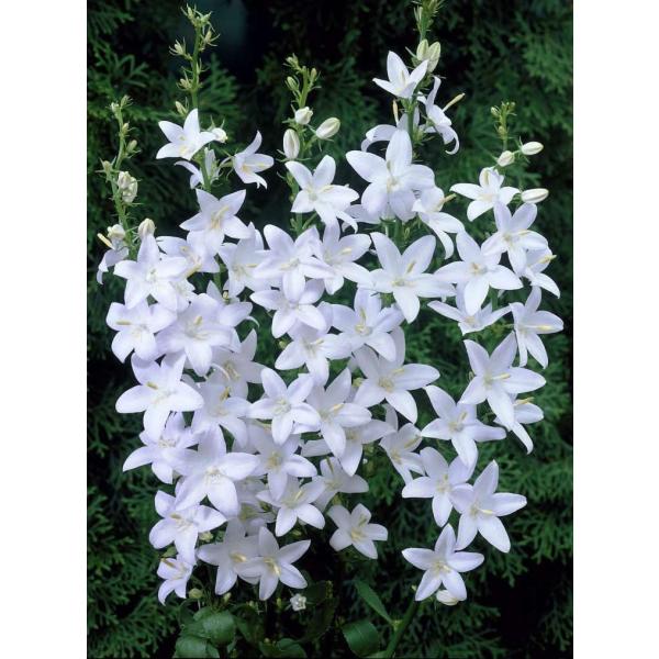 Campanula pyramidalis日向を好む宿根草分類：キキョウ科カンパニュラ属開花期：6月〜8月草丈：100〜150cm株張：30〜150cm耐寒性：強い耐暑性：普通用途：花壇 / ボーダー高性タイプのカンパニュラで、ジギタリスの...