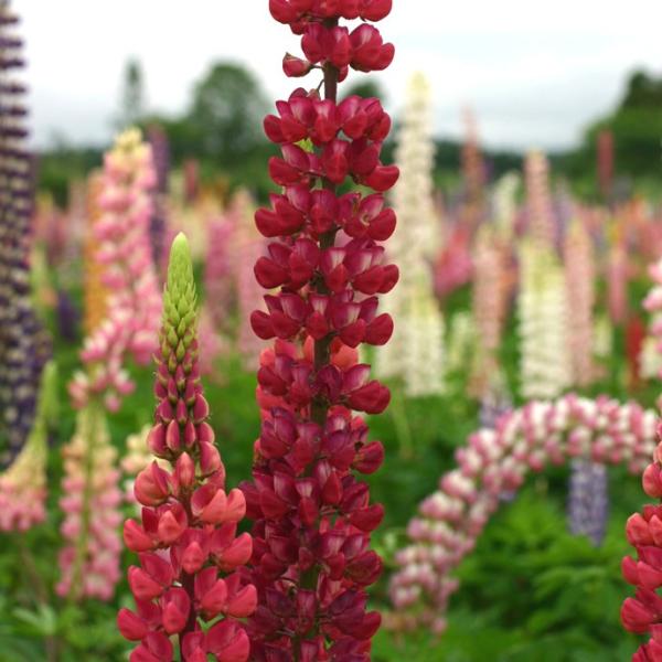 苗 ルピナスの人気商品 通販 価格比較 価格 Com