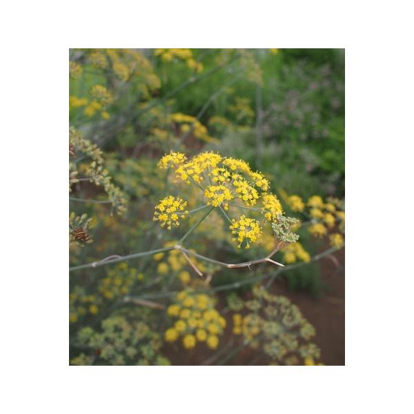 園芸ネットハーブの苗 フェンネル