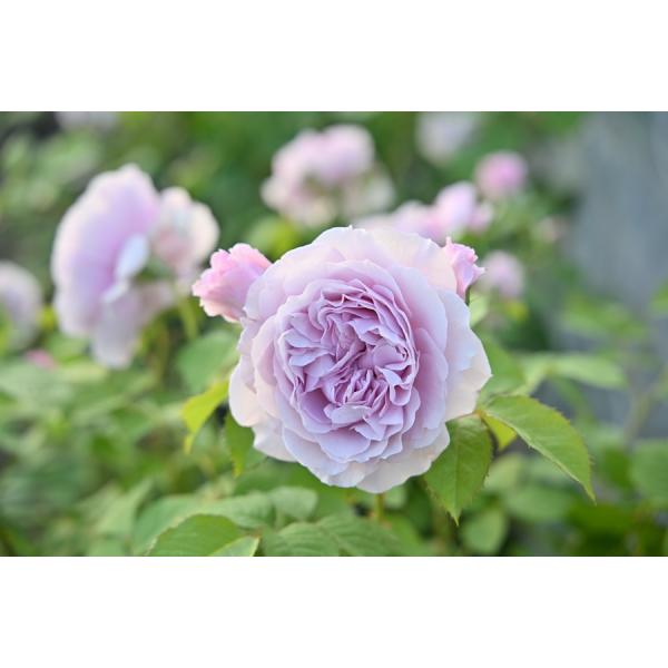レミエル（新苗）7号鉢植え kawamoto Rose Garden（河本バラ園