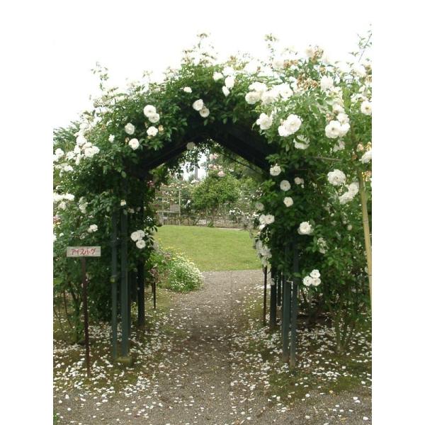 苗 つるバラ 白 Diy 工具の人気商品 通販 価格比較 価格 Com