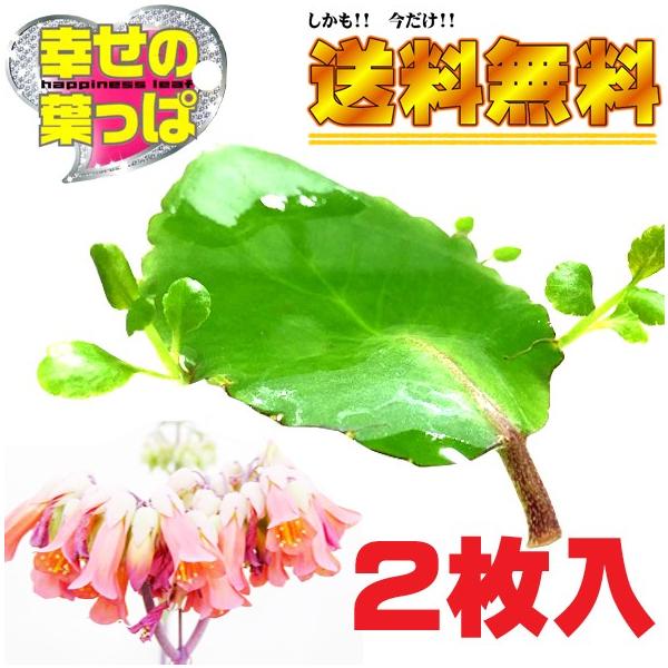 幸せの葉っぱ マザーリーフ ハカラメ 子宝 子孫繁栄 送料無料 代金引換不可 Buyee Buyee Japanese Proxy Service Buy From Japan Bot Online