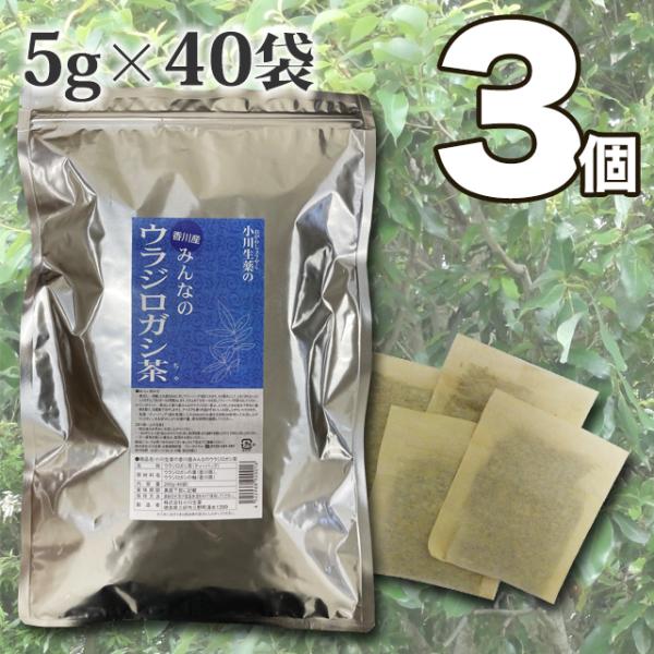 国産のウラジロガシのみを使用したウラジロガシ茶です。創業1925年の生薬会社が製造直売しています。無漂白ティーバッグ使用 【送料無料】【当日発送可】※11時以降のご注文は翌日になります。