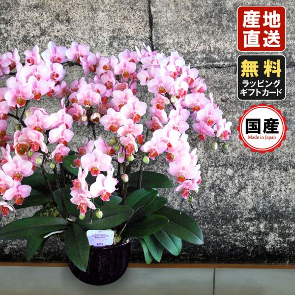 10号鉢 ギフト ライトピンク ミニ胡蝶蘭 生花 お祝い 10本立 父の日 鉢植え 生花 送料無料 開店祝い お花 プレゼント お祝い 父の日 敬老の日 おじいちゃん おばあちゃん 贈り物 Siinaf3100 Lpink 花広場