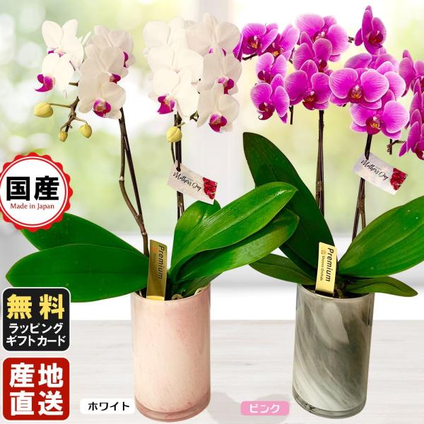 ミニ胡蝶蘭 ギフト 胡蝶蘭 ミニ胡蝶蘭 ミディ ミディー胡蝶蘭 4号鉢植え 2本立て ルカグラス 鉢 母の日 お歳暮 プレゼント 開店祝い お祝い 父の日 Siina00ru04f2 花広場 通販 Yahoo ショッピング