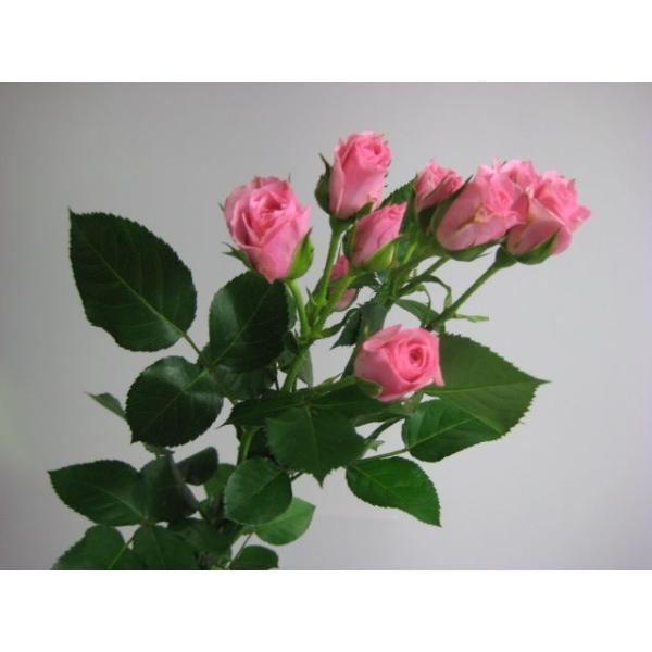 切り花 生花 切花 Spミニバラ ピンク M ミスティークピンク など 5本 Buyee Buyee 日本の通販商品 オークションの代理入札 代理購入