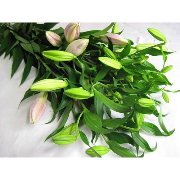 ユリ 切花の人気商品 通販 価格比較 価格 Com