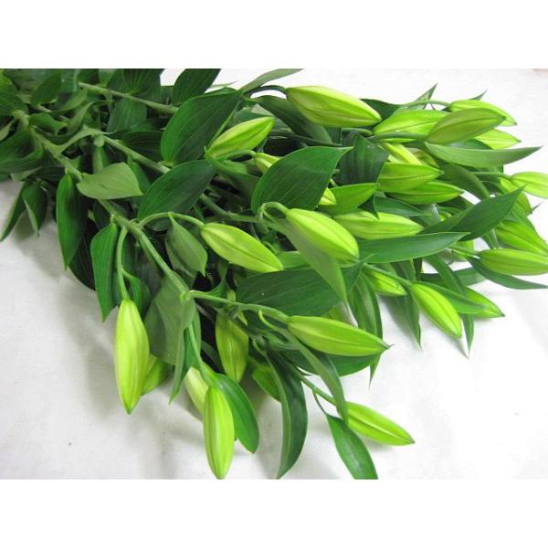 ユリ 切花の人気商品 通販 価格比較 価格 Com