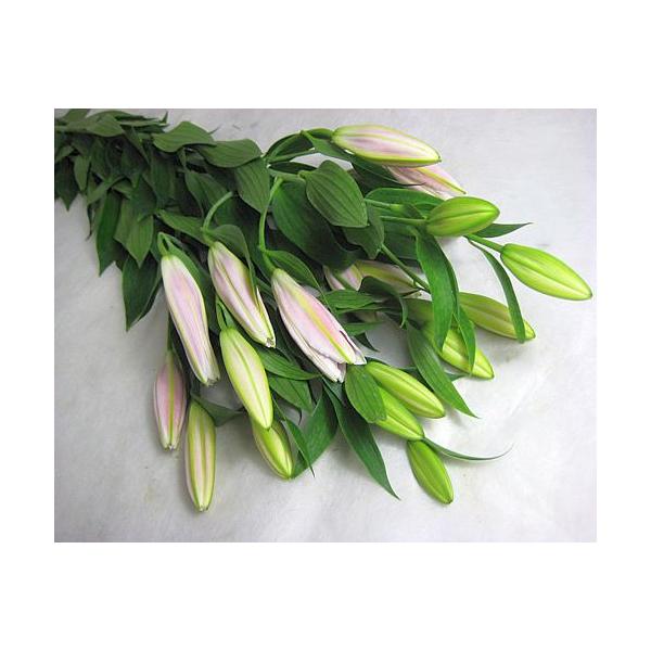 ユリ 切花 農業資材 ガーデニング用品の人気商品 通販 価格比較 価格 Com