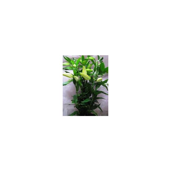 カサブランカ 花 1本 百合 ゆりユリ の女王カサブランカ 切り花 Buyee Buyee Japanese Proxy Service Buy From Japan Bot Online