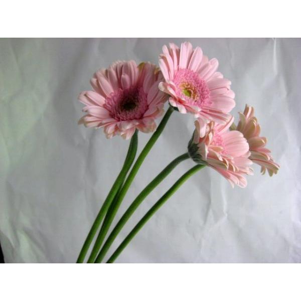 ガーベラ 切り花の人気商品 通販 価格比較 価格 Com