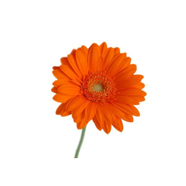 ガーベラ 切花の人気商品 通販 価格比較 価格 Com