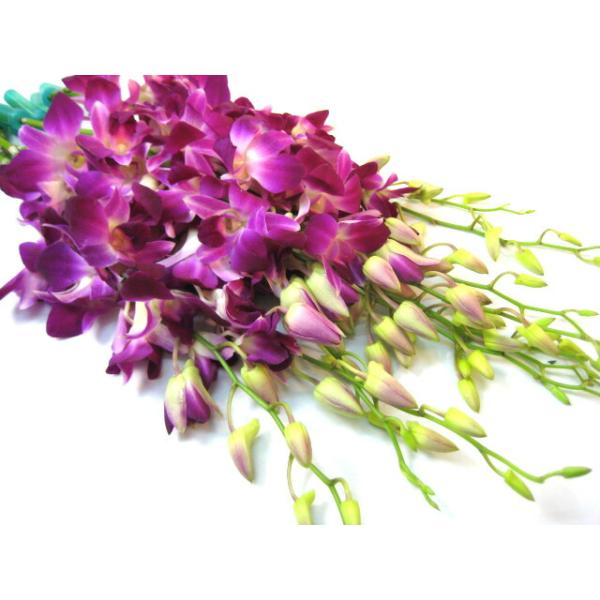 切り花 生花 切花 デンファレ ソニアなど 5本 ご自宅用 272 Sonia 005 プリティ マーメイド 通販 Yahoo ショッピング